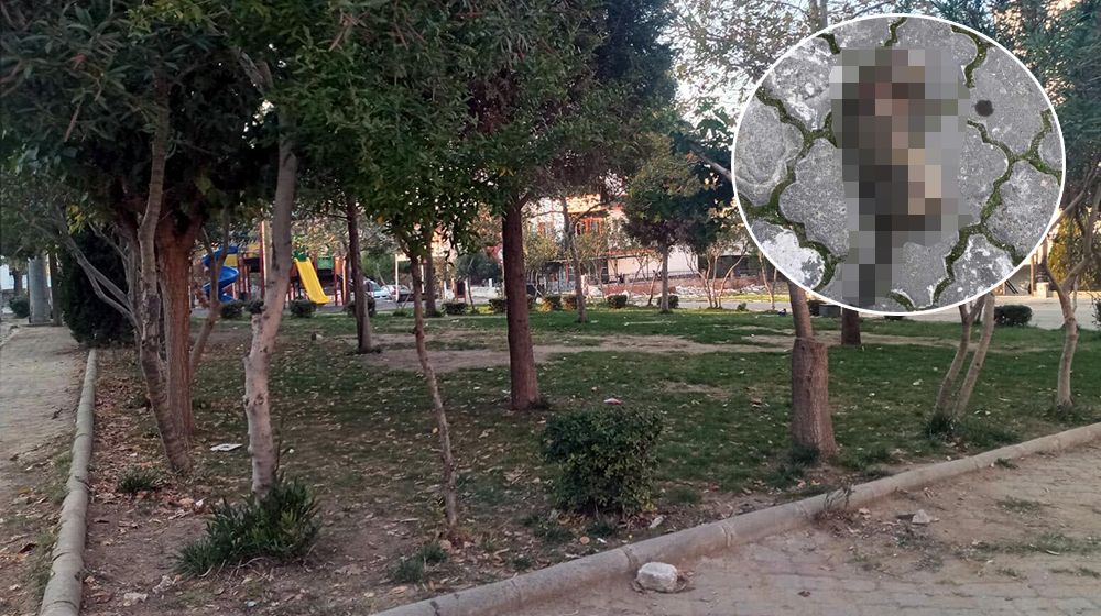 Manisa'da 'seri kedi katili' aranıyor