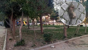 Manisa'da 'seri kedi katili' aranıyor Manisa'da 'seri kedi katili' aranıyor