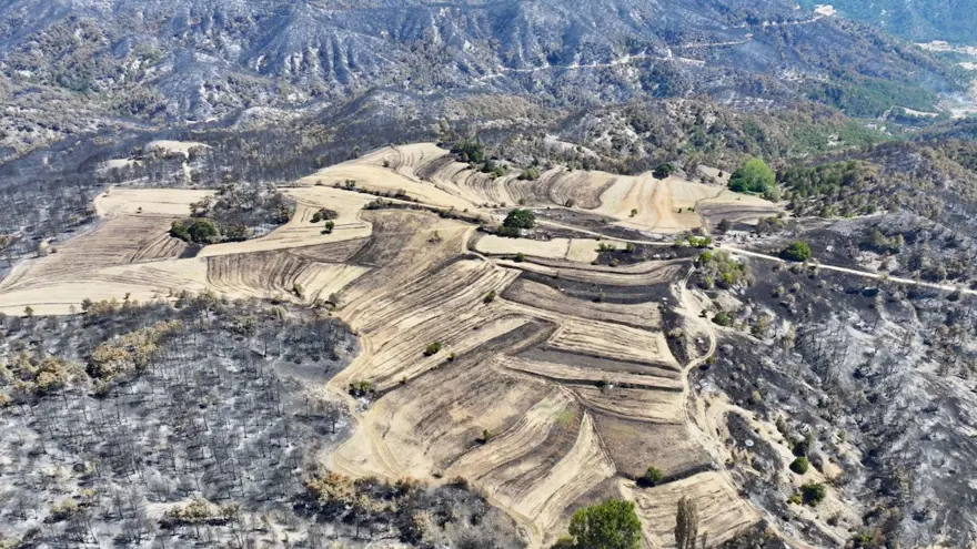 Alevlertüm köyü sardı, köylüler asırlık ağacı korumak için seferber oldu 8