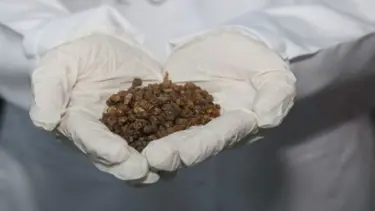 Arı ekmeği (perga) nedir? Arı ekmeği kullanım alanları