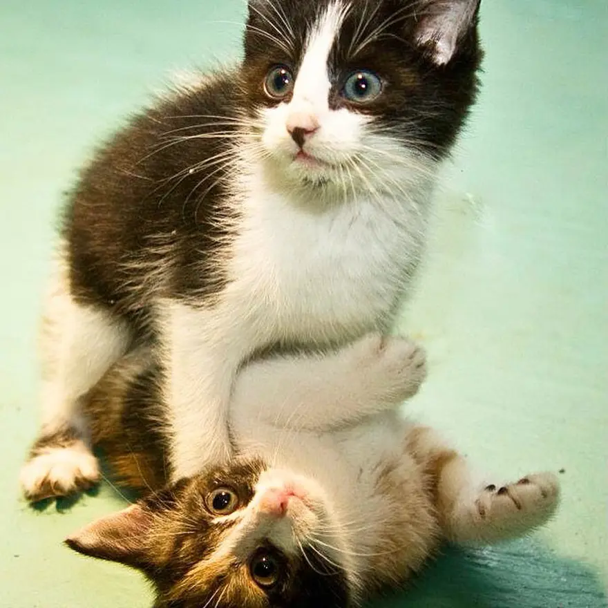 Hayatını kedileri kurtarmaya adadı 154