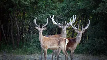 230 STK’dan ortak çağrı: Avcılık yasaklansın