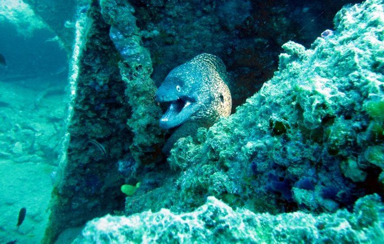 Saros'un su altı güzellikleri büyülüyor