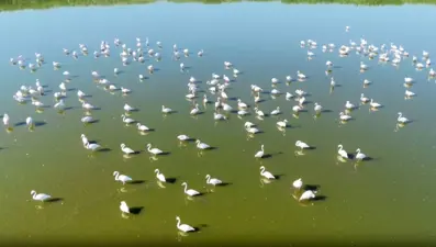 Dert ortalığı allı turna: Göl kuraklık riski altında