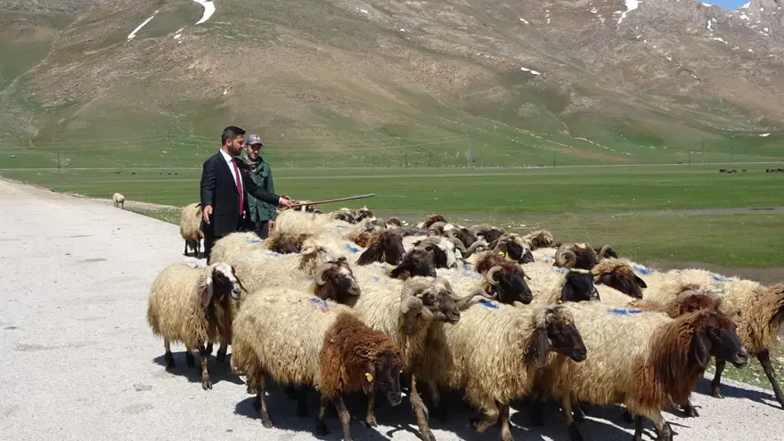 Hakkari'ye İran'dan ithal çoban 1 Hakkari'ye İran'dan ithal çoban 1