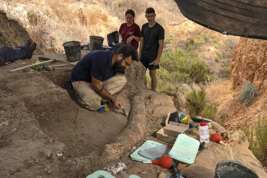 İsrail'de 500 bin yıllık devasa fildişi bulundu: 2,6 metre uzunluğunda ve150 kilo ağırlığında 6 İsrail'de 500 bin yıllık devasa fildişi bulundu: 2,6 metre uzunluğunda ve150 kilo ağırlığında 6