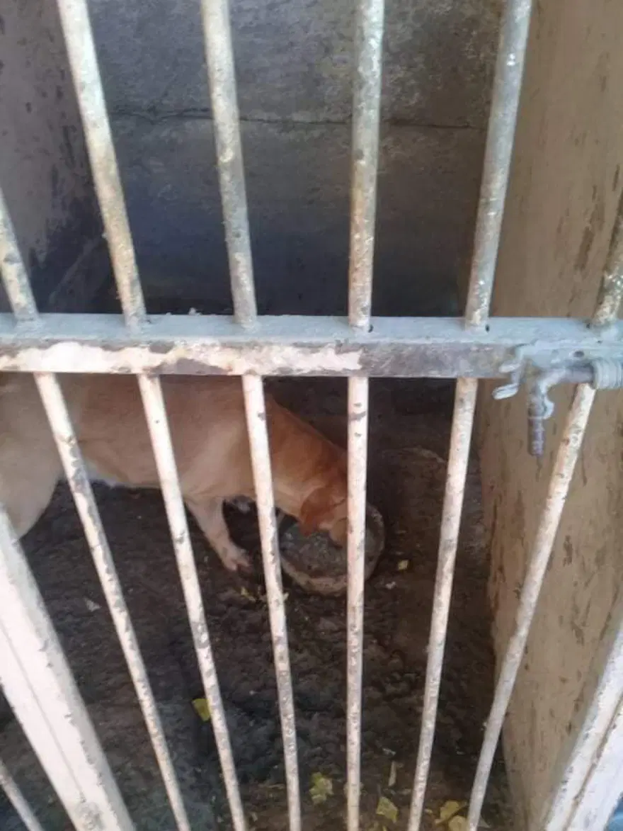 Uygunsuz koşullarda köpek besleyen veterinere 34 bin lira ceza 3