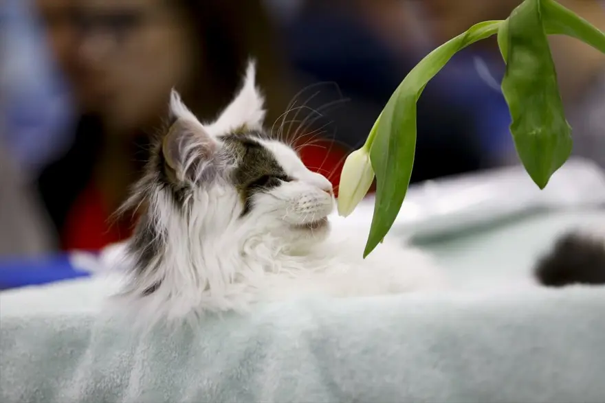 Kedi fuarından renkli fotoğraflar (Catsburg) 10