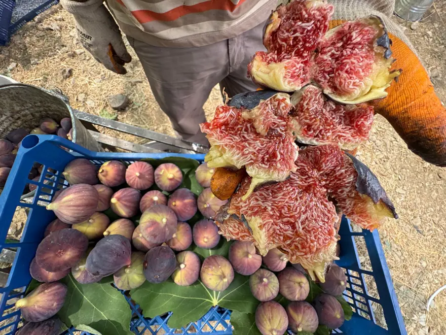 "SON 24 YILIN EN KÖTÜ SEZONU" 2 "SON 24 YILIN EN KÖTÜ SEZONU" 2