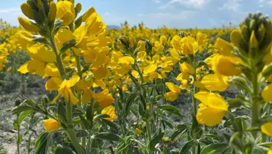 Bu bitkiyi koparmanın cezası 109 bin TL