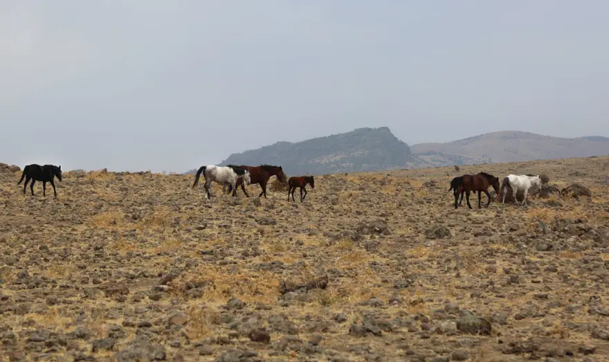 Tunceli'de özgürlüğün sembolü 'Yılkı atları' havadan görüntülendi 9