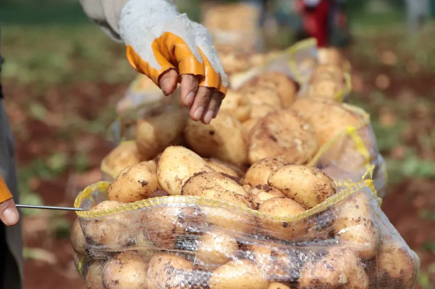 Günlüğü 600 liraya topluyorlar: Erzincan'da hasat başladı 3