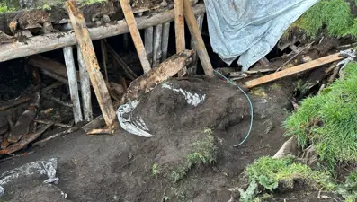 Ardahan'da sağanak nedeniyle ahırın çatısı çöktü