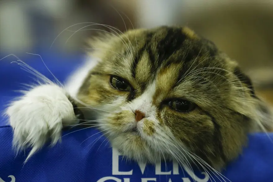 Kedi fuarından renkli fotoğraflar (Catsburg) 26