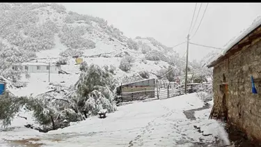 Hasadı yapılmayan ceviz kar altında kaldı