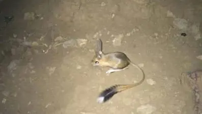 Şırnak'ta görüntülendi: 'Kırmızı' listede yer alıyor