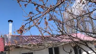 Dondurucu soğuk kayısıyı vurdu