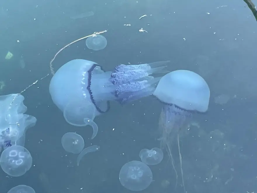 Marmara'da "bitti" derken yeniden hortladı: Balıkçılar çaresiz kaldı 