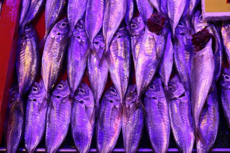 "SOPAYLA VE BALIKLA VURDU" 4