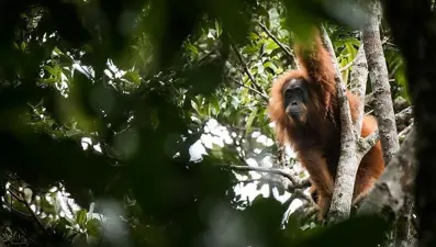 Bilim insanları ilk defa gözlemledi: Orangutan yarasını iyileştirmek için bitki kullandı
