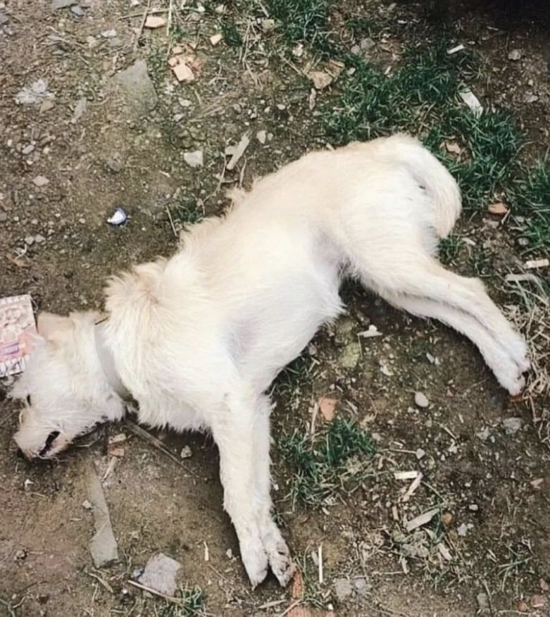 Gökçeada'da köpek katliamı: Çok kuvvetli zehir tespit edildi