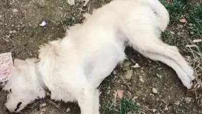 Gökçeada'da köpek katliamı: Çok kuvvetli zehir tespit edildi