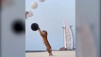 Cinsiyet belirleme partisine kaplan getirdiler