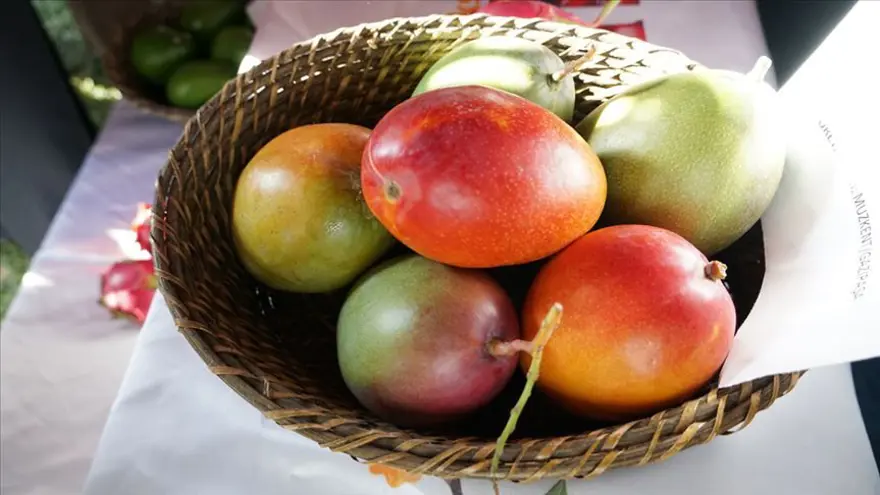 MANGO 14