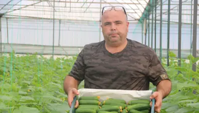 40 derece sıcaklıkta sezonun ilk salatalık hasadı başladı