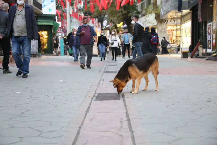 Mazgalı izleyen köpeğin sırrı ortaya çıktı 9 Mazgalı izleyen köpeğin sırrı ortaya çıktı 9