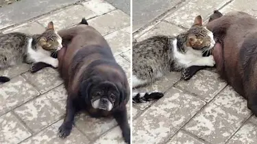 Erzurum’da hayrete düşüren görüntü: Köpek, kediyi sokak ortasında emzirdi
