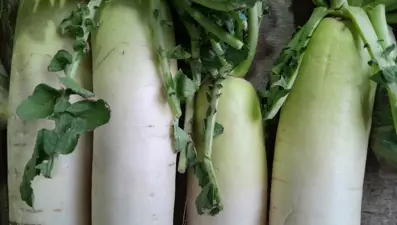 Balla birlikte tüketildiğinde kandaki mikrobu söküp atıyor! Kış sofralarının demirbaşı:  Faydalarını duyan mutfağından eksik etmiyor