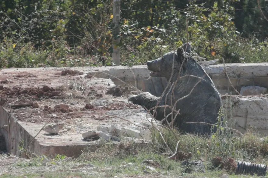 Bolu’da kuyuya düşen ayı 13 saat sonra kurtuldu 11