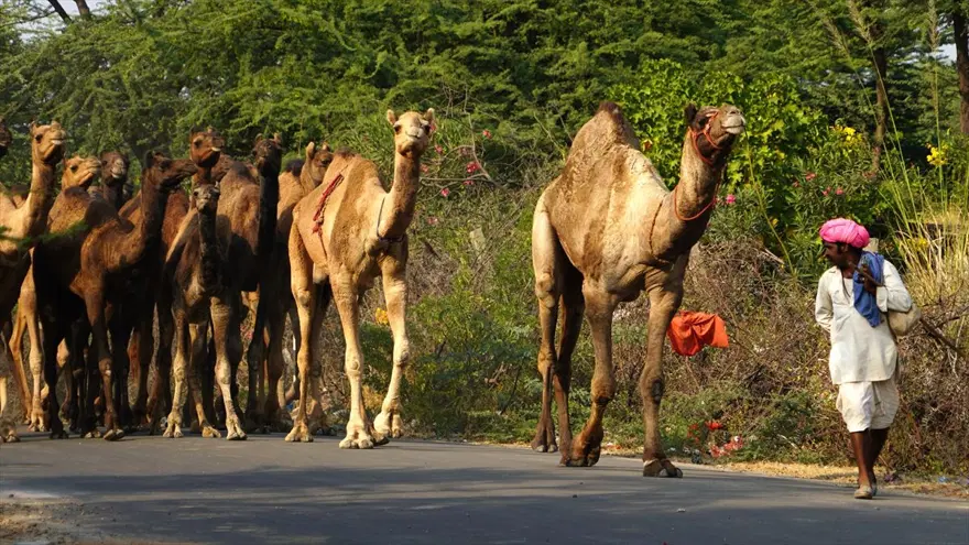 Hindistan'da Pushkar Deve Fuarı 