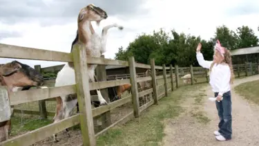 İngiltere'nin yeni yıldızı el sallayan bir keçi