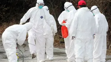 Kastamonu'da kuş gribi virüsü tespit edildi