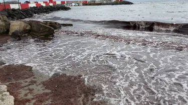Tekirdağ'da lodos nedeniyle sahilde kırmızı yosun birikti