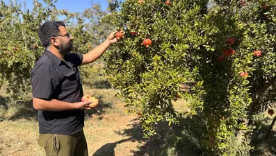 Bahçelerden toplanmaya başladı: Bereketli hasat