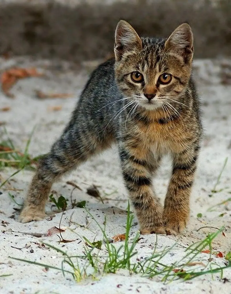 İnternetin yeni fenomenleri 57