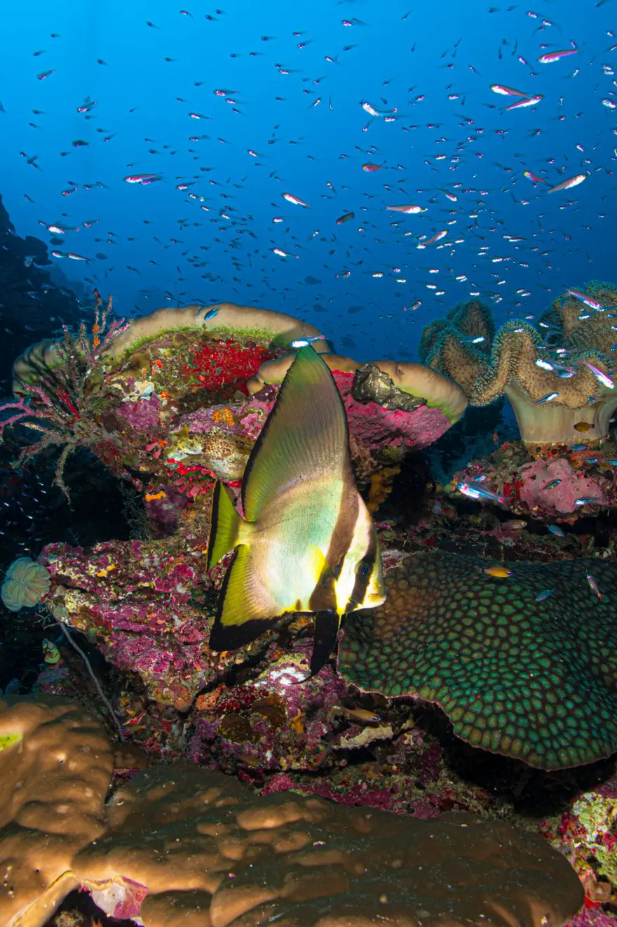 Dünyadaki son cennet: Endonezya Raja Ampat 7