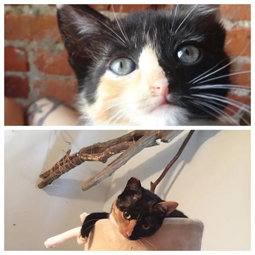 Hayatını kedileri kurtarmaya adadı 270