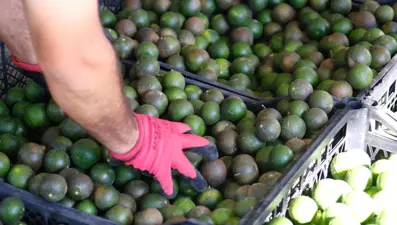 Türkiye’nin dört bir yanına ulaşıyor: Kendine has kokusu ve aroması var