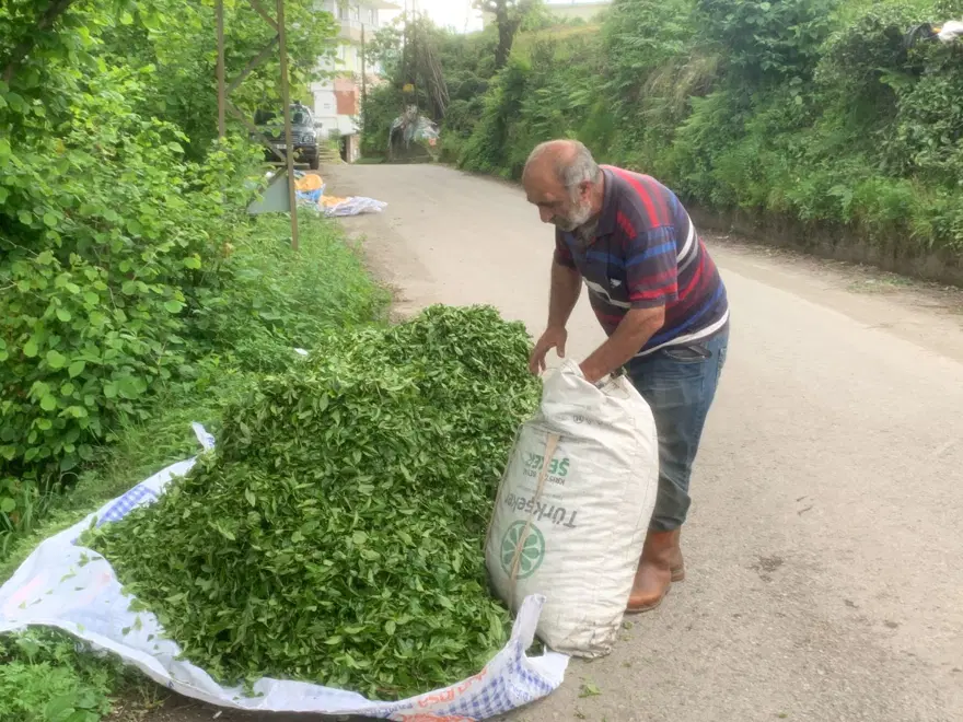 Kuraklık çayı da vurdu; rekoltede düşüş 5