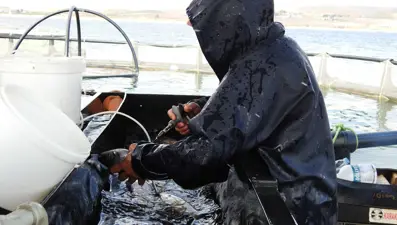 Milyonlarca balık tek tek aşılanıyor