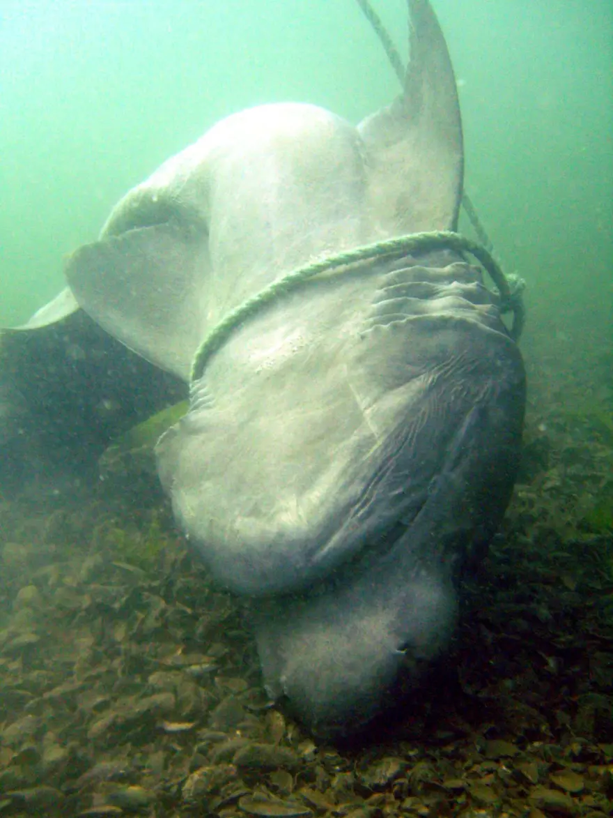 "SALDIRGAN OLANLAR 40 YIL ÖNCE GİTTİ" 4