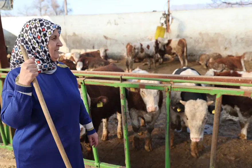 7 yıl önce 1 inekle hobi olarak başladı: 61 yaşındaki kadın  sayıyı 780 çıkardı, çiftlik kurdu 