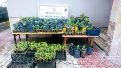 Antalya'da serada Hint keneviri yetiştiren baba ve oğlu tutuklandı