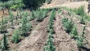 Bingöl'de uyuşturucu operasyonu: 4 bin kök Hint keneviri ele geçirildi