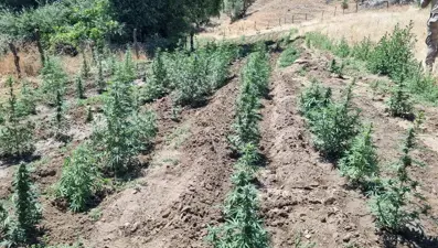 Bingöl'de uyuşturucu operasyonu: 4 bin kök Hint keneviri ele geçirildi