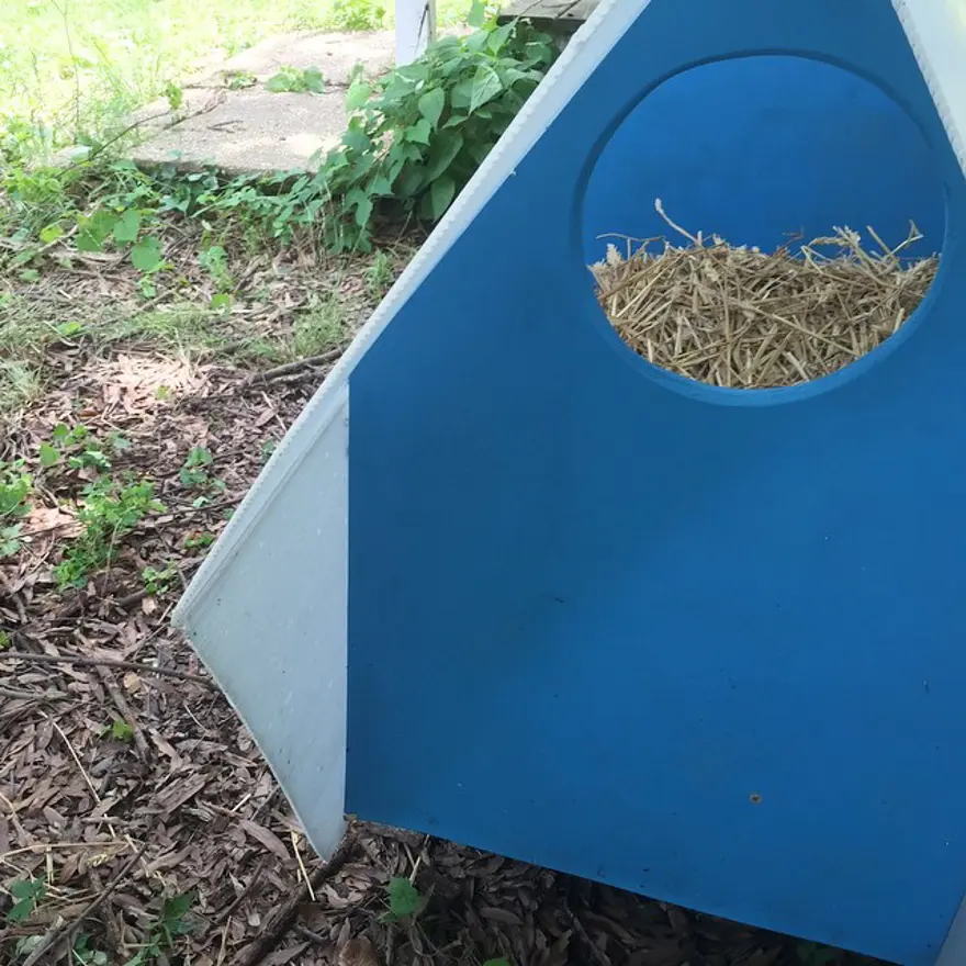 Hayatını kedileri kurtarmaya adadı 238